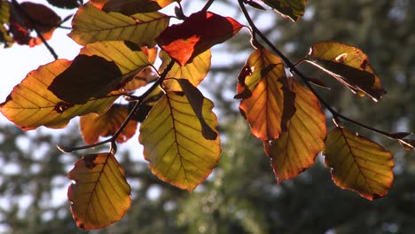 Braunes-Herbstlaub