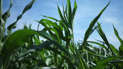 Cornfield-in-Sunlight