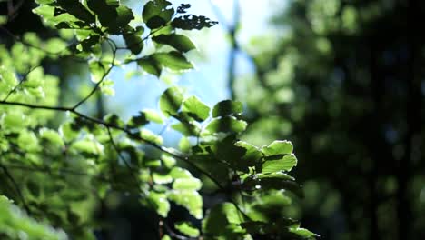 Grüne-Blätter-Im-Sonnenlicht