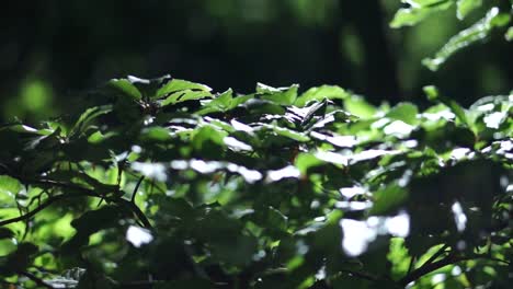 Hojas-verdes-a-la-luz-del-sol