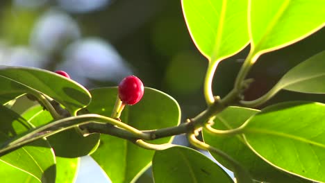 Baya-roja-sobre-hojas-verdes