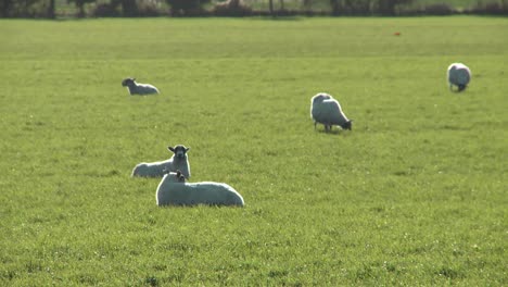 Ovejas-pastando-en-un-campo