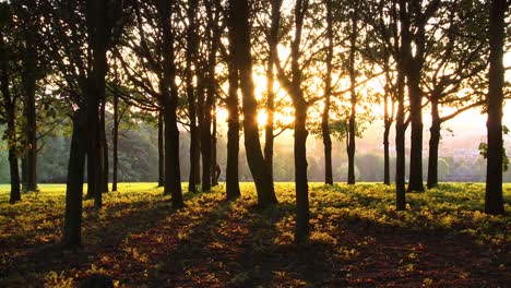 Bei-Sonnenuntergang-Durch-Bäume-Gehen