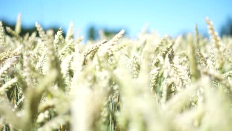 Wheatfield-in-Sunshine-