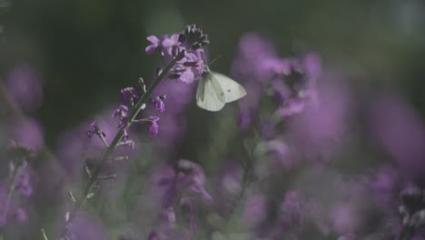 Una-mariposa-se-mueve-entre-flores.