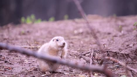 Prairie-Dog-1