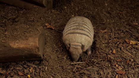 Armadillo-Scratching-Around-