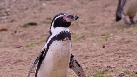 Pinguin-Schaut-Sich-Um