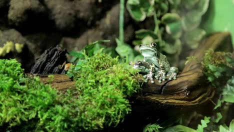 Milk-Frog-1