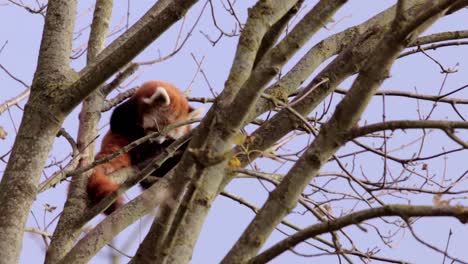 Red-Panda-Cleaning-Himself