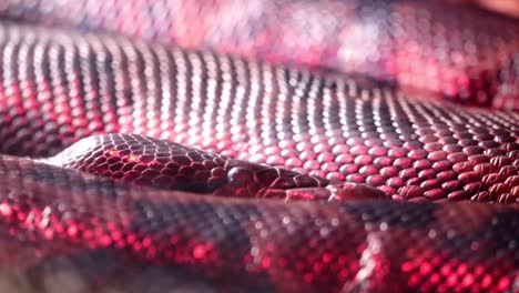 Snake-Pull-Focus-1