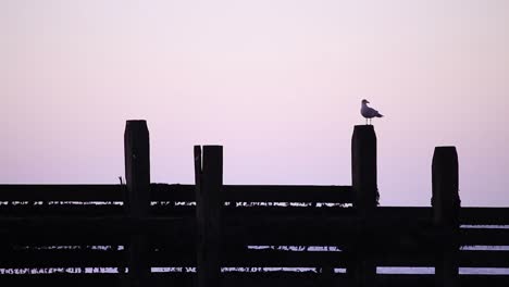 Gaviota-al-anochecer