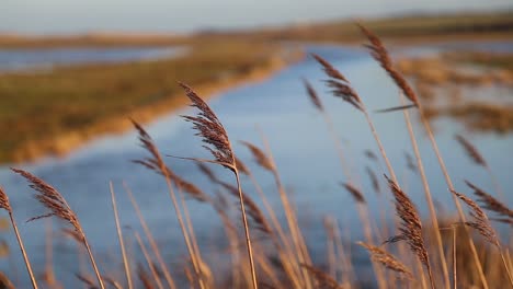 Reeds-and-Marshland-1