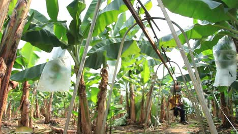 Bananenplantage-In-Ecuador