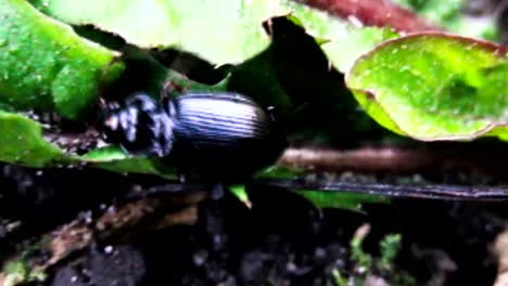 Beetle-in-Slow-Motion-CC-BY-NatureClip