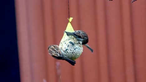 Birds-Feeding-CC-BY-NatureClip