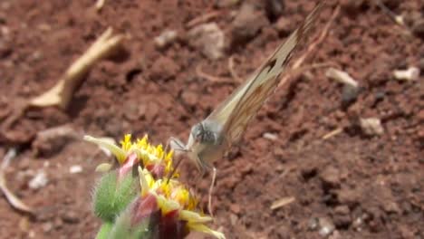 Schmetterlingsfütterung-In-Zeitlupe-Cc-von-Natureclip,-2011