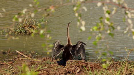 Kormoran-In-Der-Nähe-Von-See