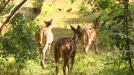 Spotted-Deer