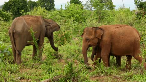 Elephants-in-the-wild