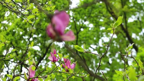 Rosa-Blume-Am-Baum