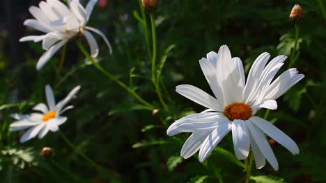 Weiße-Und-Gelbe-Blumen