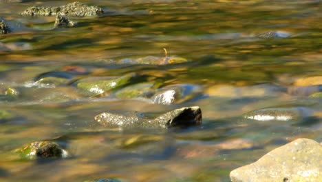 Flowing-Stream-CC-BY-NatureClip