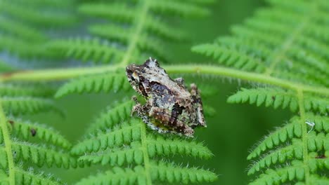 Frosch-Auf-Blättern