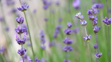 Lavanda-CC-BY-NatureClip