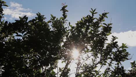 Licht-Zwischen-Den-Blättern-Cc-by-Natureclip