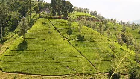 Lush-Tea-Field-in-Sri-Lanka