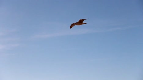 Gaviotas-volando-por-encima-CC-BY-NatureClip