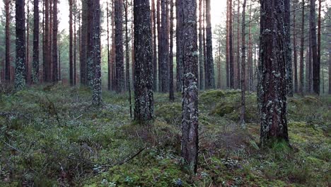 Silent-Forest-CC-BY-NatureClip