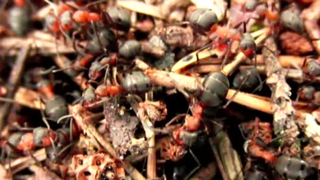 Enjambre-de-hormigas-CC-BY-NatureClip