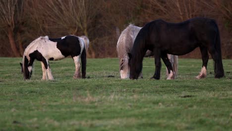 Horses-Grazing