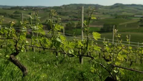 Weinreben-In-Italien