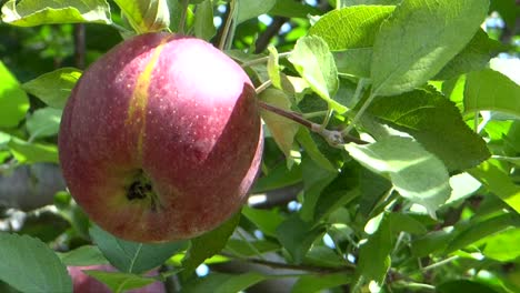 Beautiful-Red-Apples