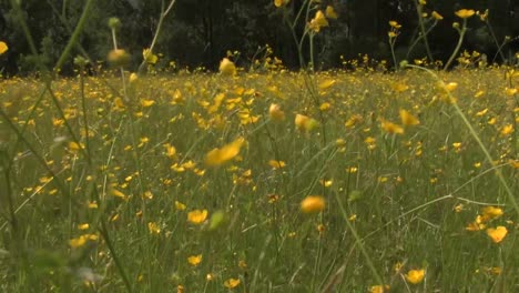 Butterblumen-Im-Feld