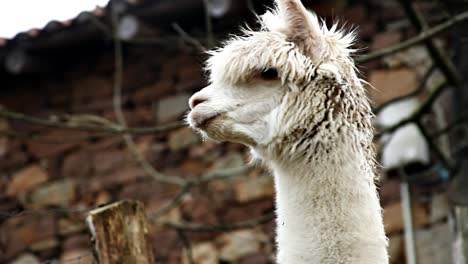 Alpaca-Close-Up