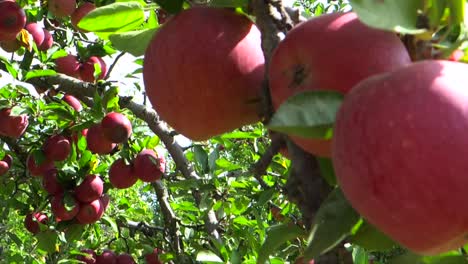 Beautiful-Red-Apples-2