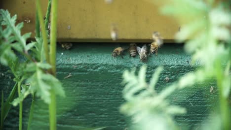 Abejas,-en-colmena---primer-plano