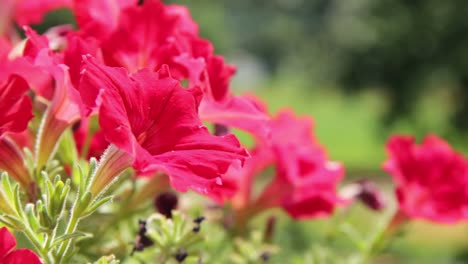 Flower-Blowing-in-Wind