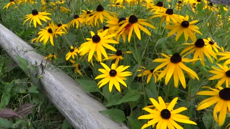 Schöne-Leuchtend-Gelbe-Wiesenblumen-2