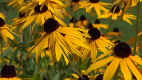 Beautiful-Bright-Yellow-Meadow-Flowers-7