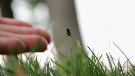 Käfer-Auf-Gras