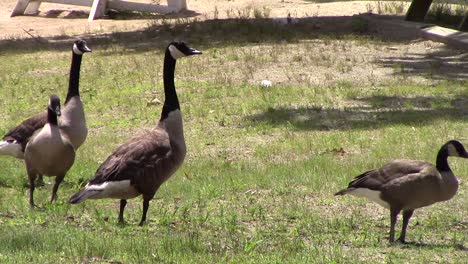 Patos-caminando-por