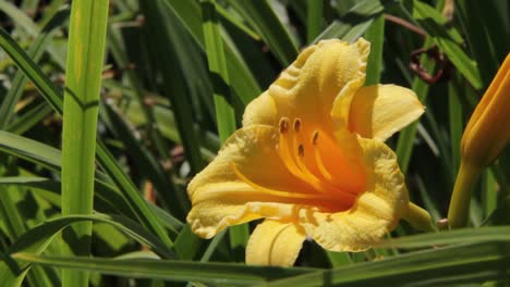 Yellow-Flower