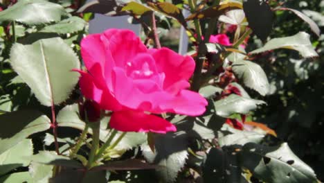 Pinke-Rose