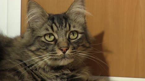 Domestic-Tabby-Cat-Close-Up