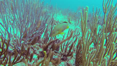 Fisch-Im-Korallenriff